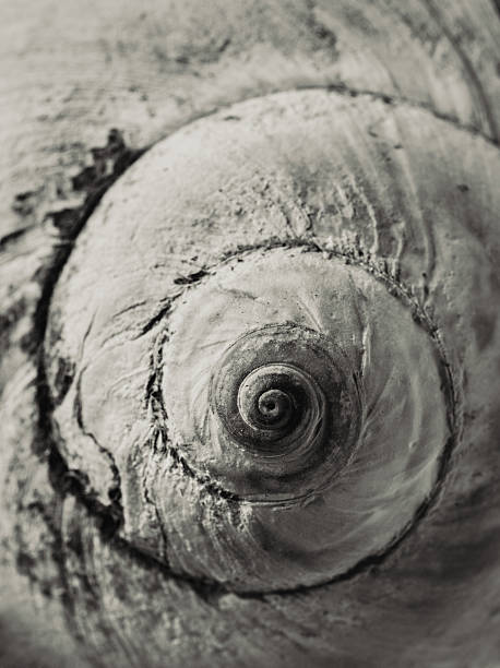 Close up of large snail shell.  Toned black and white.