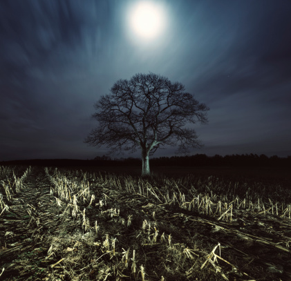 The Moon shines bright over a tree in a harvested corn field.  Long exposure with light painting.