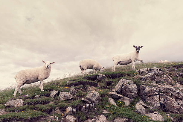 Viele Schafe auf hohen Felsen – Foto