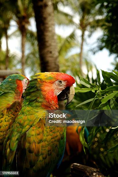 Photo libre de droit de Aras Des Perroquets À Jongler banque d'images et plus d'images libres de droit de Amérique latine - Amérique latine, Ara, Couleur