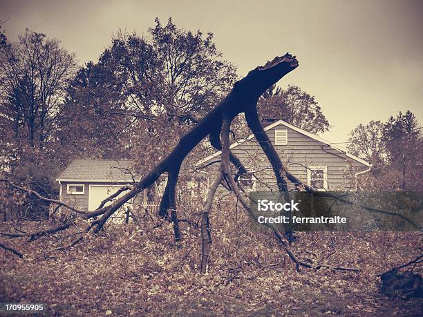 Hurricane Sandy Stock Photo - Download Image Now - Blackout, Oak Tree, Yard - Grounds