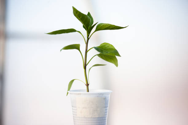 istock Green sprout growing on white blurred background. Pepper seedlings in a glass on light backdrop. Young plant for publication, poster, calendar, post, screensaver, wallpaper, cover. Photo 1709563579