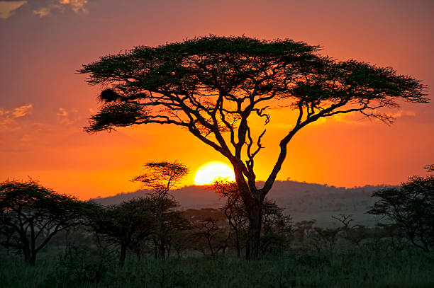 End of a Safari-day in the Serengeti, Africa African Acacia tree in the last daylight, Serengeti National Park, Tanzania/East Africa. serengeti national park stock pictures, royalty-free photos & images