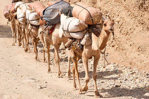 This photo was taken in Egypt, in the north of the country in Giza towards the capital of Cairo. You can see the Egyptian desert and its dunes.