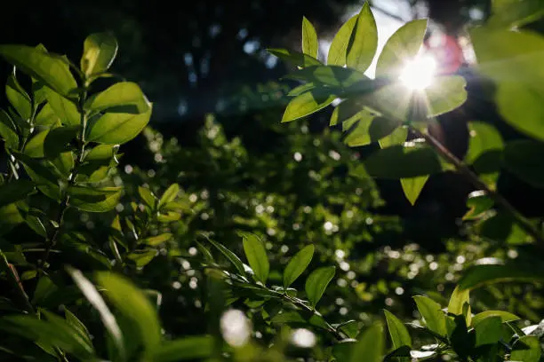 Dense foliage of green leaves illuminated by the sun, background of dark green tones.