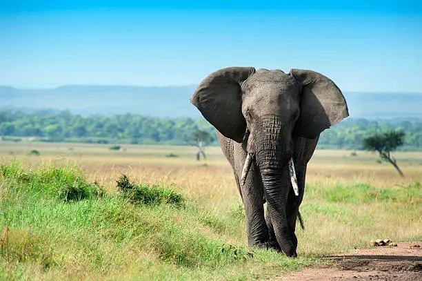 A single male Elephant in the green plains of Masai Mara.