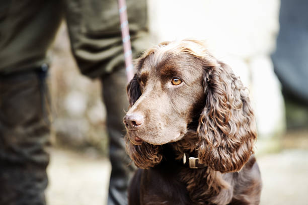 guardabosque de pie con sus gundog - guardabosque trabajador de fincas fotografías e imágenes de stock