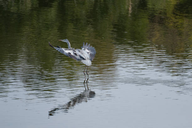 Gray heron flying near the water surface