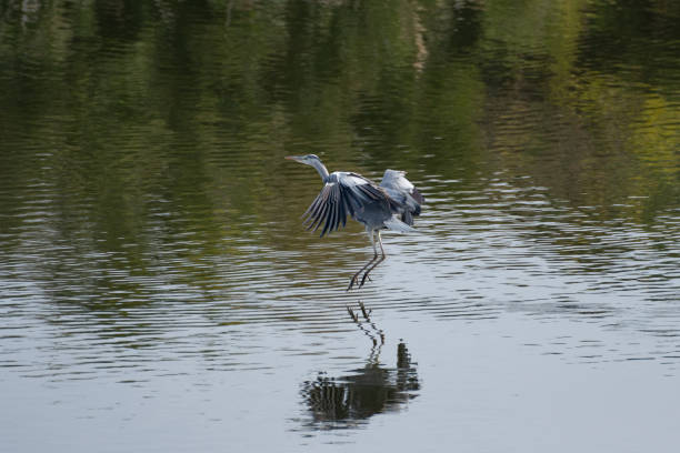 istock Gray heron flying near the water surface 1709588694