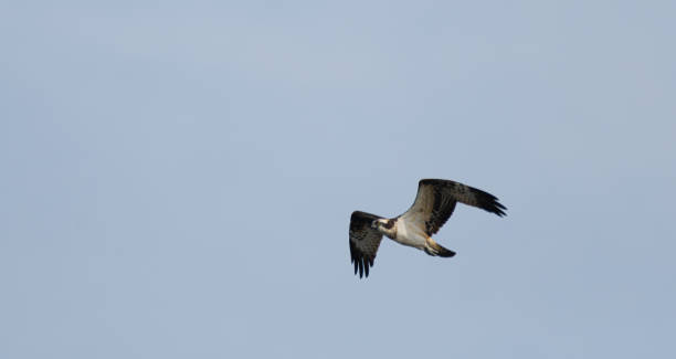 istock Osprey flying in the sky 1709589115