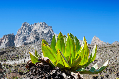 Summit of Mount Kenya, seen from Shipton Camp. In the foreground a giant senecio (Dendrosenecio kilimanjari). Mount Kenya is with an altitude of 5199 m (17.057 ft) the second-highest summit in Africa. There are three main peaks, Batian, Nelion and Point Lenana. Mount Kenya is just south of the equator, approx. 150 km northeast of the Kenyan capital Nairobi. 