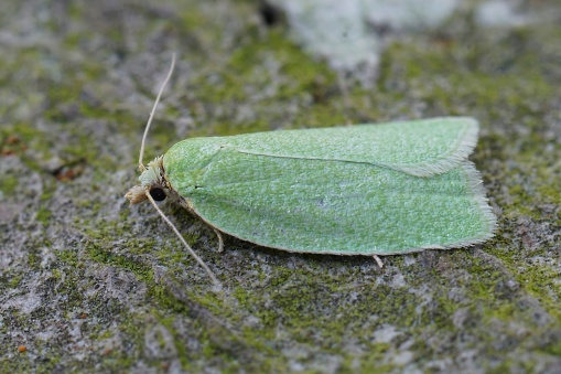 Natural closeup of a colorful small Green Oak Tortrix micro moth, Tortrix viridana on wood