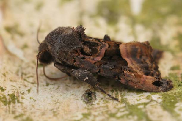 istock Closeup on a small angle shades moth ,Euplexia lucipara, sitting on wood 1709593543