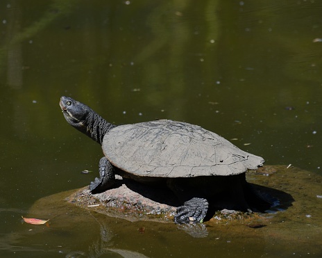 A funny water turtle sunbathing