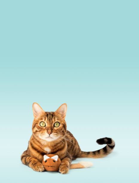 istock Bengal domestic cat with a plush mouse on the background. 1709615794