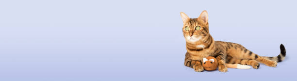 istock Bengal domestic cat with a plush mouse on the background. 1709615795
