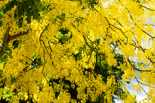 Golden shower, indian laburnum, cassia fistula, Yellow flowers blooming in the summer.