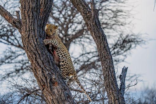 Leopard on a tree in Namibia, Africa