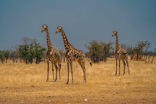 African giraffes in Etosha National Park of Namibia, Africa