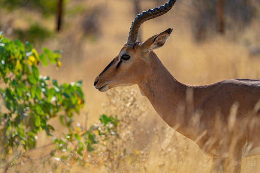 Impala antelope in Namibia, Africa