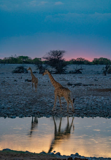 istock Giraffe at sunset at the waterhole in Namibia, Africa 1709634696