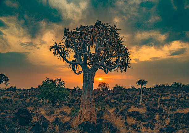 Quiver tree in rocky terrain of the Northern Cape province of South Africa, near Namibian border.