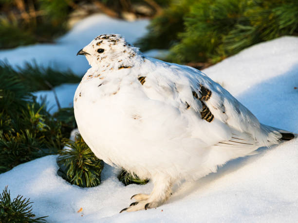 istock rock ptarmigan female in japan 1709647760