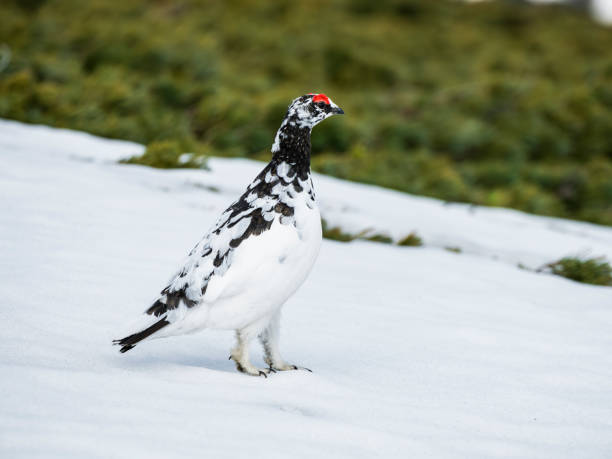 istock Rock ptarmigan male in japan 1709648210