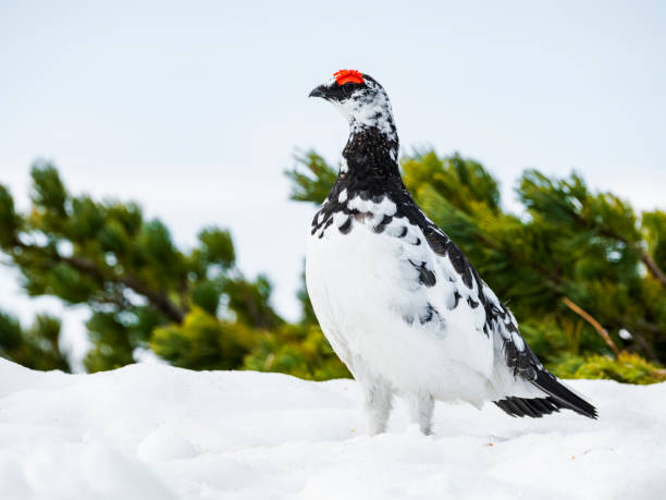 istock Rock ptarmigan male in japan 1709648329