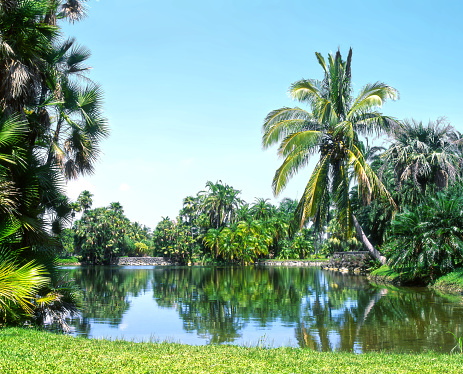 Fairchild Tropical Gardens Miami Florida lake surrounded by palm trees