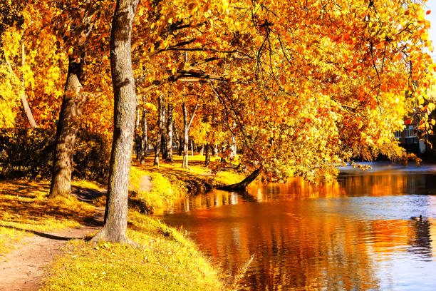 Landscape with colorful fall trees and footpath road in autumn forest. Forest river in autumn golden nature.