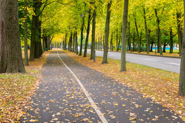 city fahrradweg - saturated color beech leaf autumn leaf stock-fotos und bilder