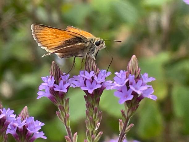 istock Butterfly in the flower 1709696142