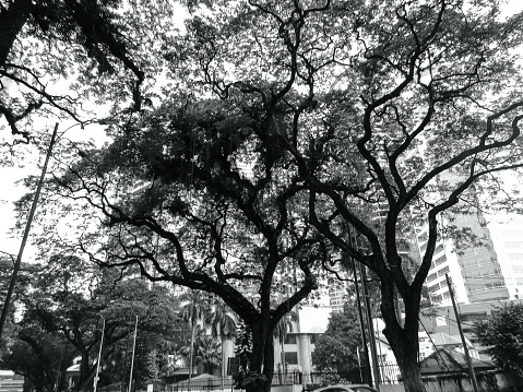 Black & White shot of a tree in Kuala Lumpur