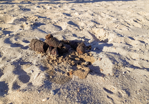Dog poop, excrement in the sand of a beach, unsanitary concept.