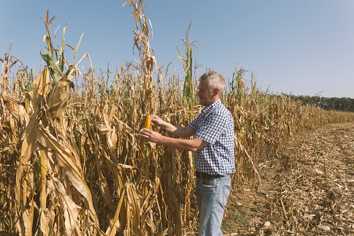 Harvesting corn in autumn in Europe
