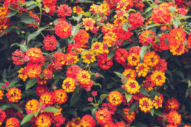 istock Red and yellow flowers on a bush, for background use with muted colors. 1709741150