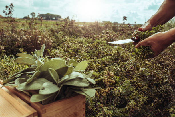 Harvesting vegetable garden herbs: agriculture activity