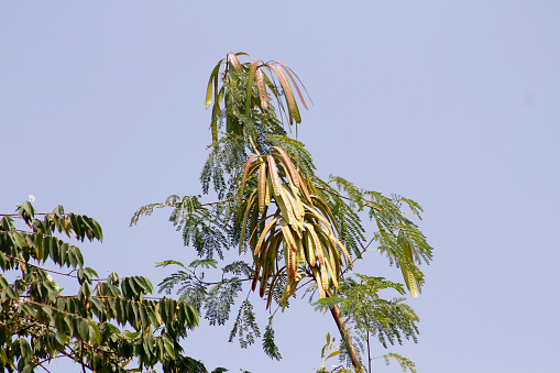 Lamtoro Tree in Tropical Landscape. (Petai cina)