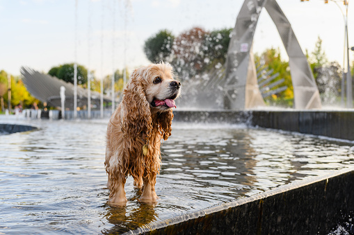 Cute dog having a bath in the city fountain on a hot spring day