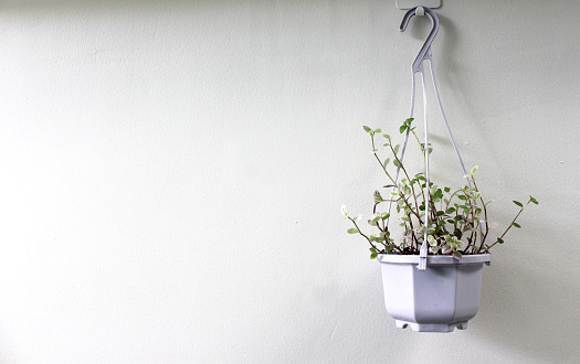 Mini Turtle Plant in white plant pot hang on white wall