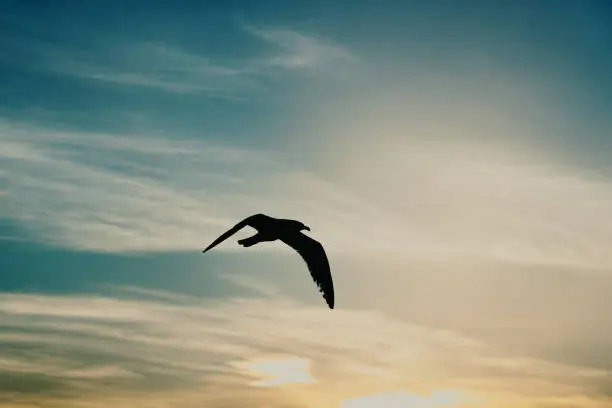 Seagull flying backlit in a golden sunset sky.