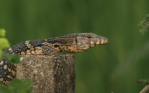 Monitor lizard are distributed throughout every region in Thailand. You can easily see them both in the forest and in public parks in cities like Bangkok.