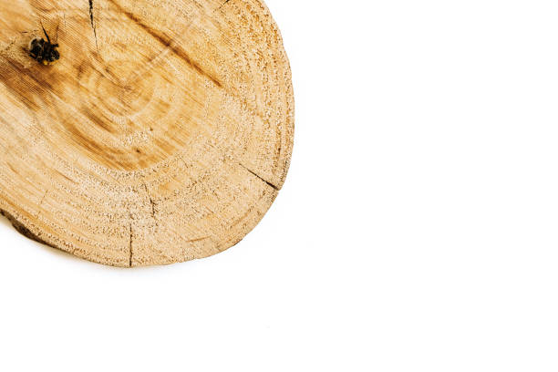 istock Trunk of cut tree wood, isolated on white background with negative space to include text. 1709767886
