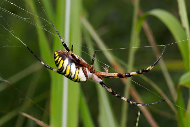 istock Female Wasp spider wrapping the prey (Nagakoganegumo, Argiope bruennichi) spider. Bright grass field background (Wildlife closeup macro photograph) 1709792334