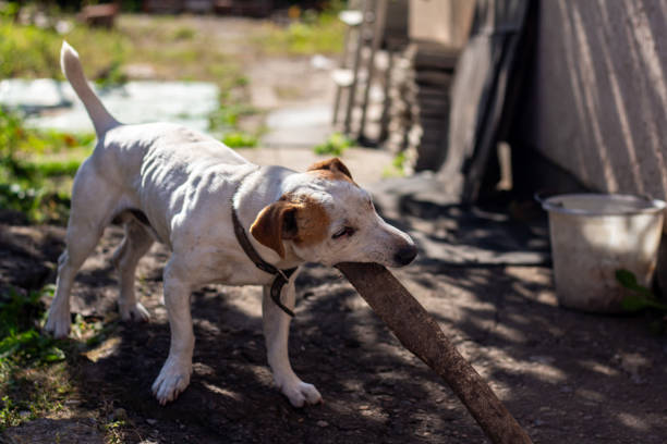 a dog of the jack russell terrier breed chews a stick - terrier jack russell imagens e fotografias de stock