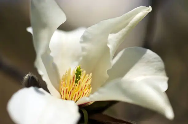 Large gentle ivory-white flowers of Kobushi (Northern Japanese magnolia) against the blue sky.