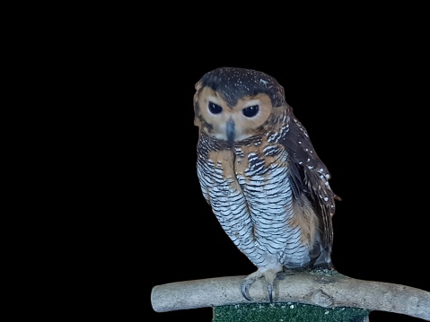 A lonely owl on the branch with isolated background