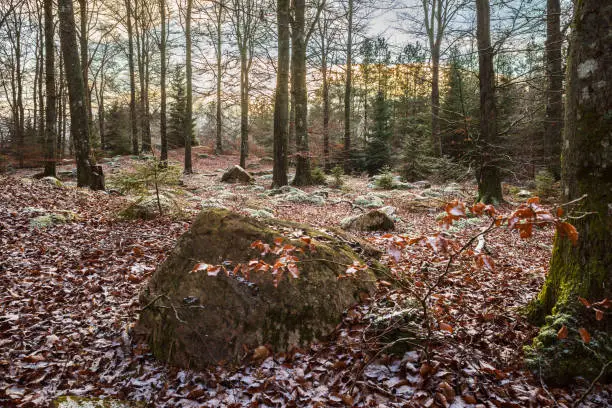 Photo of Winter forest with mossy stone as the day comes to an end.