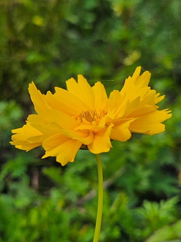 Close-up of bright yelliow Coreopsis Grandiflora plant (Early Sunrise) in flower